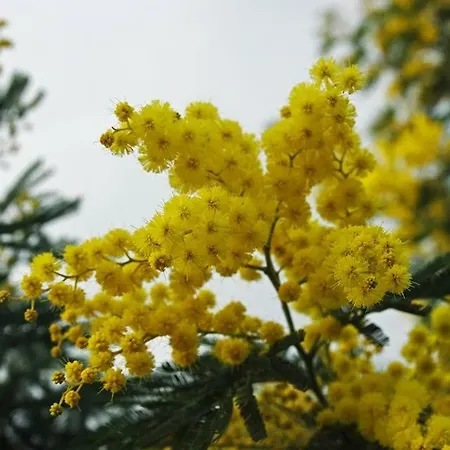 Daire Vieille 2 - La Petite Maison A Safranier, 2 Bedrooms, Max 4 Adults And 2 Kids