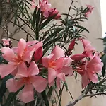 Vieille 2 - La Petite Maison à Safranier, 2 Bedrooms, Max 4 Adults&2 Kids * Antibes