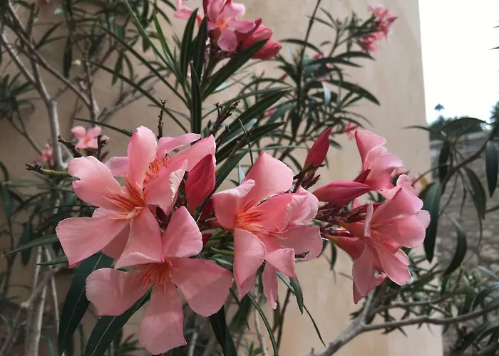 Vieille 2 - La Petite Maison à Safranier, 2 Bedrooms, Max 4 Adults&2 Kids * Antibes