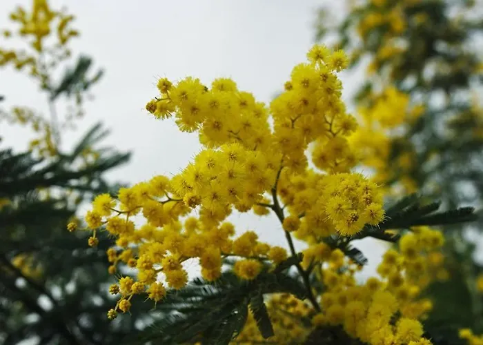 Апартаменти Vieille 2 - La Petite Maison A Safranier, 2 Bedrooms, Max 4 Adults And 2 Kids